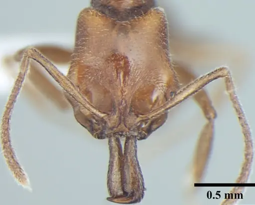 Anochetus cryptus specimen