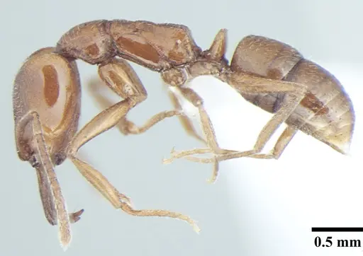 Anochetus cryptus specimen