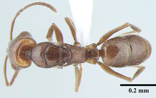 Anochetus cryptus - ANTWEB1008022
