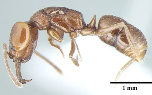 Anochetus cryptus - ANTWEB1008022