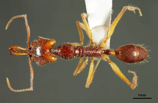 Anochetus daedalus specimen