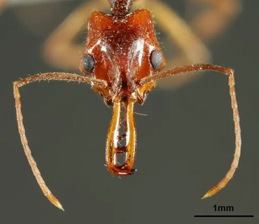 Anochetus daedalus specimen