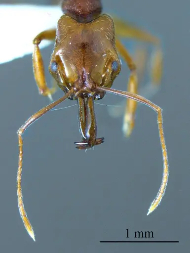 Anochetus diegensis specimen