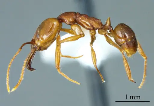 Anochetus diegensis specimen