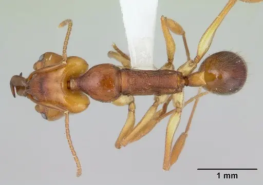 Anochetus diegensis - CASENT0178673