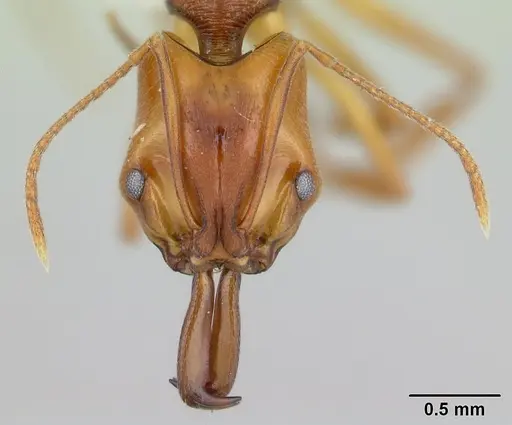 Anochetus diegensis - CASENT0178673