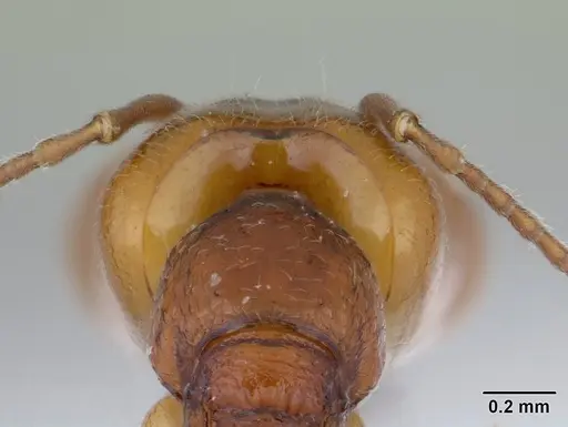 Anochetus diegensis - CASENT0178673