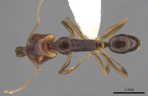 Anochetus diegensis - CASENT0260492