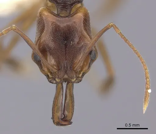 Anochetus diegensis - CASENT0260492