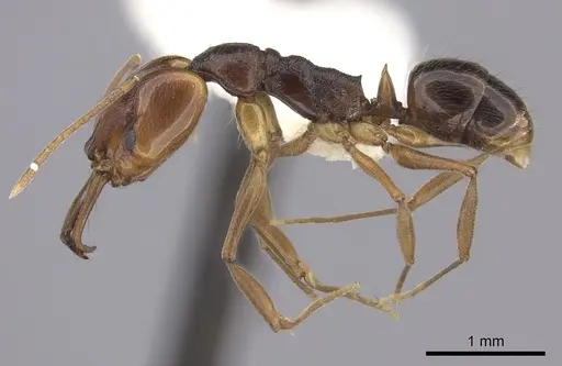 Anochetus diegensis - CASENT0260492