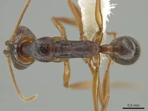 Anochetus diegensis - CASENT0646183