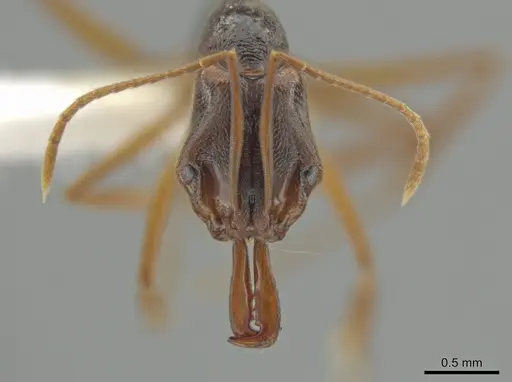 Anochetus diegensis - CASENT0646183