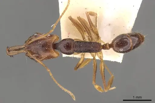 Anochetus diegensis - CASENT0907418