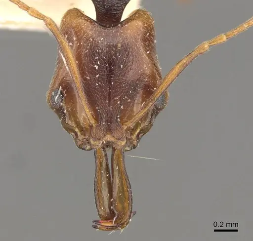 Anochetus diegensis - CASENT0907418