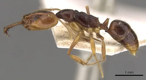 Anochetus diegensis - CASENT0907418