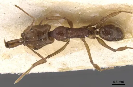 Anochetus diegensis - CASENT0915155