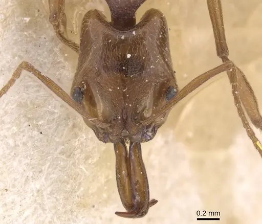 Anochetus diegensis - CASENT0915155