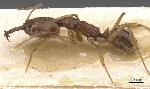 Anochetus diegensis - CASENT0915155