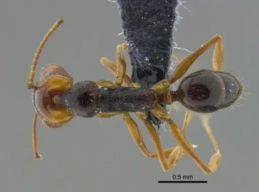Anochetus diegensis - CBUMAGENT41676
