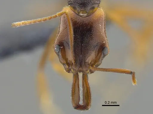 Anochetus diegensis - CBUMAGENT41676