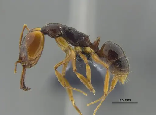 Anochetus diegensis - CBUMAGENT41676