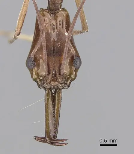 Anochetus elegans specimen