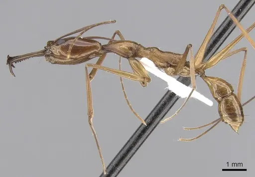 Anochetus elegans specimen