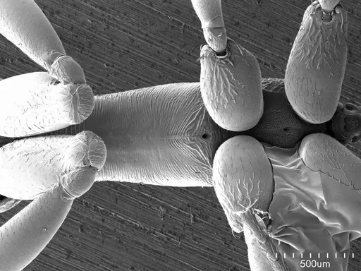 Anochetus emarginatus specimen