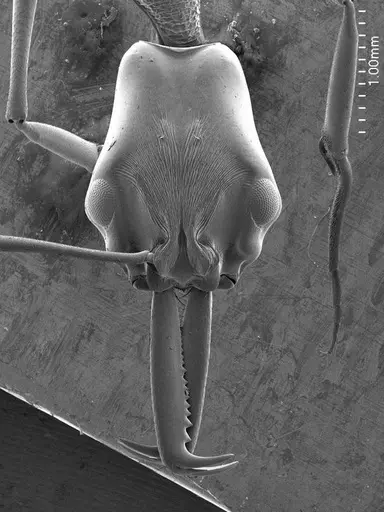 Anochetus emarginatus specimen