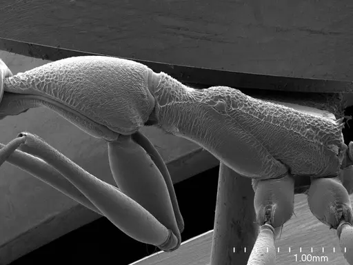 Anochetus emarginatus specimen