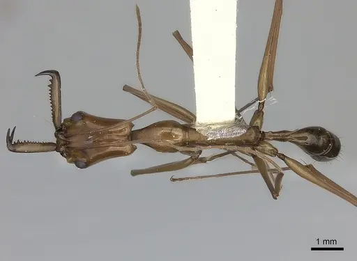 Anochetus emarginatus - CASENT0217503