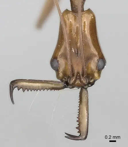 Anochetus emarginatus - CASENT0217503