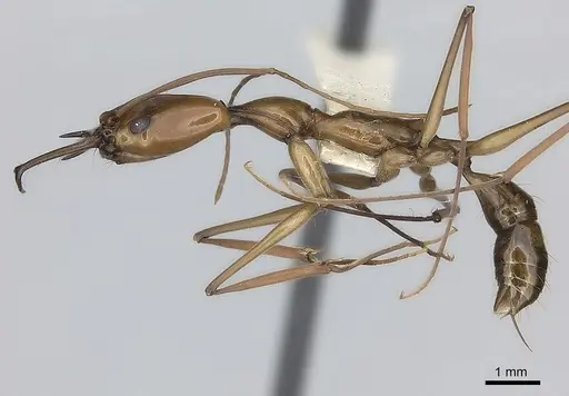 Anochetus emarginatus - CASENT0217503