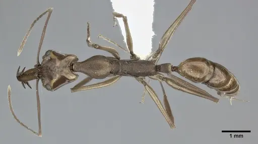 Anochetus emarginatus - CASENT0246168