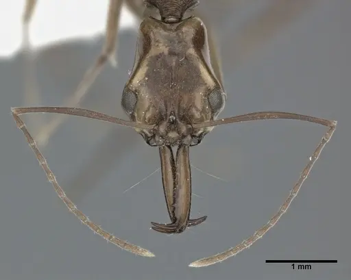 Anochetus emarginatus - CASENT0246168