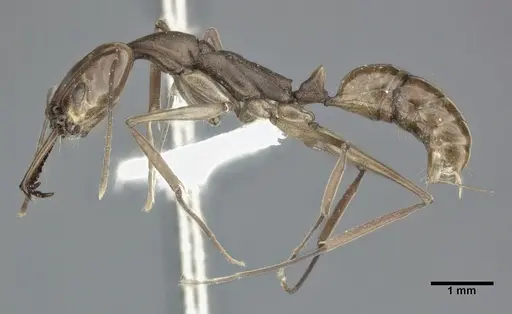 Anochetus emarginatus - CASENT0246168