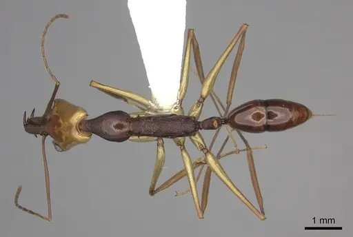 Anochetus emarginatus - CASENT0260493