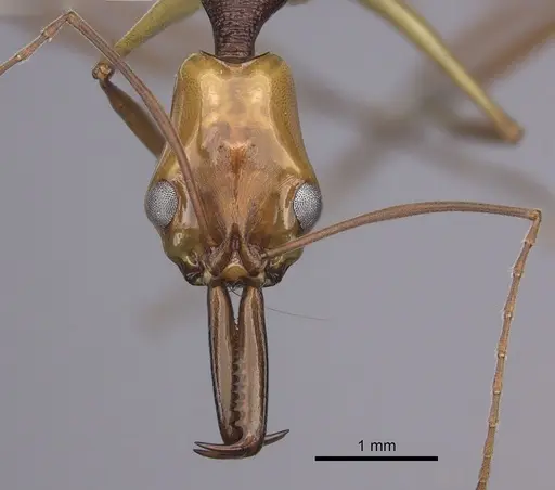 Anochetus emarginatus - CASENT0260493