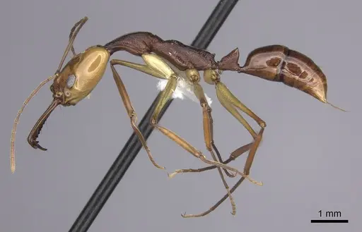 Anochetus emarginatus - CASENT0260493