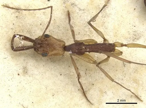 Anochetus emarginatus - CASENT0902431