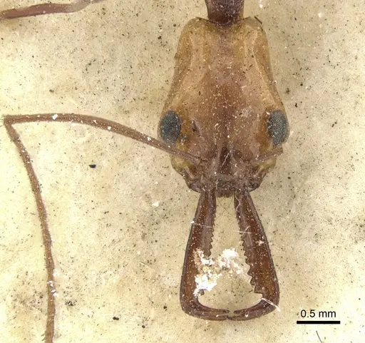 Anochetus emarginatus - CASENT0902431