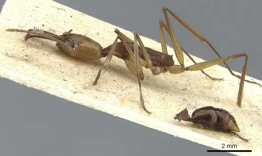 Anochetus emarginatus - CASENT0902431