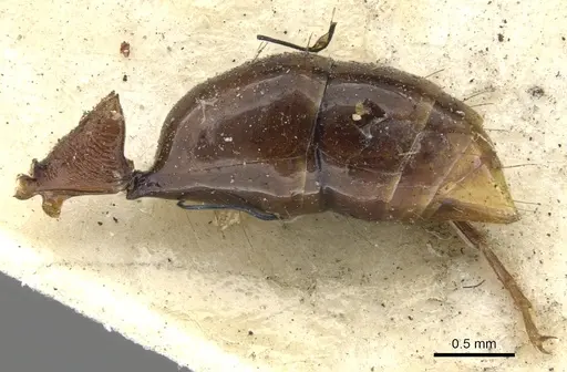 Anochetus emarginatus - CASENT0902431