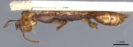 Anochetus emarginatus - CASENT0903990