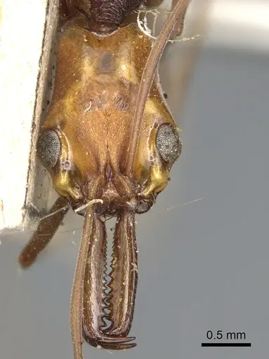 Anochetus emarginatus - CASENT0903990