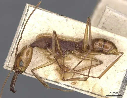 Anochetus emarginatus - CASENT0903990