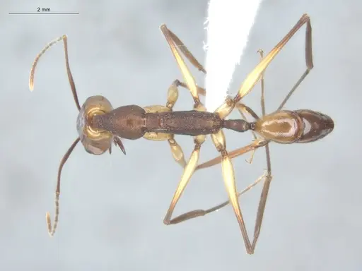 Anochetus emarginatus - ECOFOG-HC-0045-03