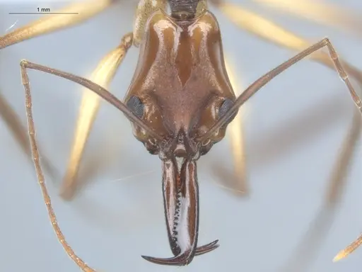 Anochetus emarginatus - ECOFOG-HC-0045-03