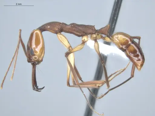 Anochetus emarginatus - ECOFOG-HC-0045-03