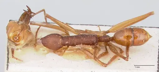 Anochetus emarginatus - FOCOL1046